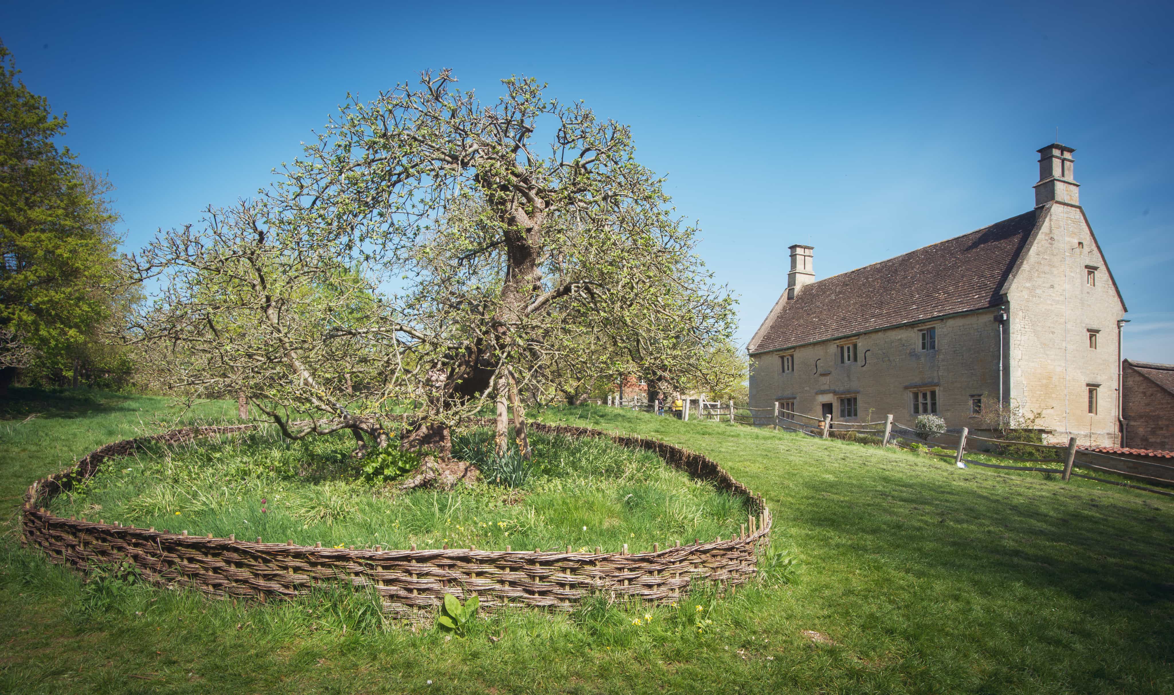 Newton house with his famous apple tree